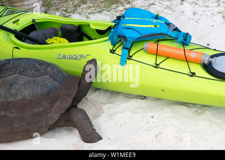 Schildkröte in der Nähe von einem Kajak am Strand, Meer Kajak Tour mit Katamaran als Basecamp auf die Seychellen, Indischer Ozean Stockfoto