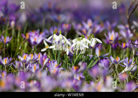 Schneeglöckchen und Krokusse im Garten, Galanthus nivalis, Bayern, Deutschland, Europa Stockfoto