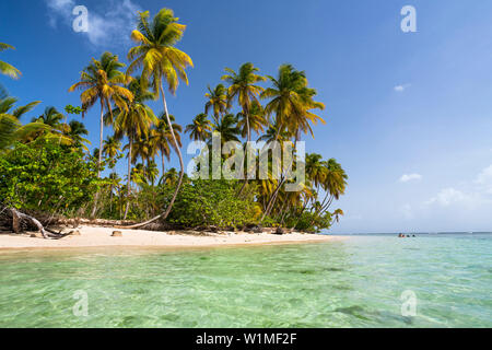 Kokospalmen am Strand, Cocos nucifera, Tobago, West Indies, Karibik Stockfoto