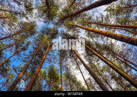 Hohen Stämme der Kiefern auf dem Hintergrund der blauen Himmel im Wald Stockfoto