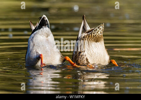 Stockenten füttern, Anas platyrhynchos, Deutschland, Europa Stockfoto