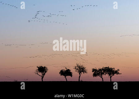 Silhouetten von im Formationsflug Krane in den roten Himmel der untergehenden Sonne. Im Vordergrund Silhouetten von blattlosen Bäume im Herbst - Linu Stockfoto