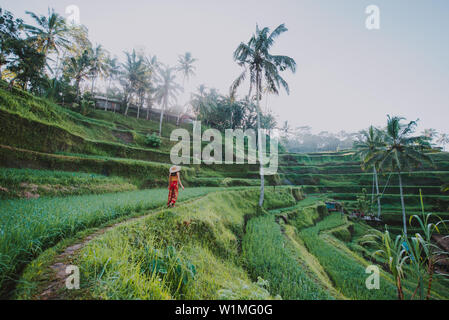 Schöne Mädchen, die in den Reisfeldern in Bali tegalalang, Ubud. Konzept über Menschen, Fernweh Reisen und Tourismus lifestyle Stockfoto