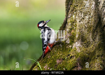 Buntspecht, Picoides major, männlich, Bayern, Deutschland Stockfoto