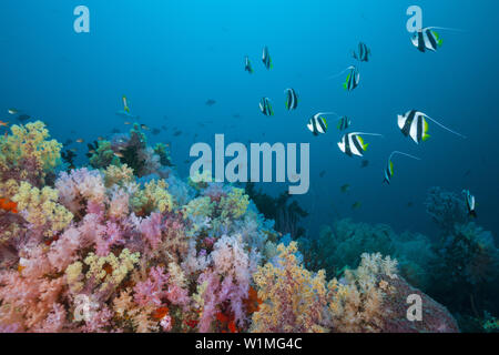 Longfin Bannerfish über weiche Korallenriff Heniochus Acuminatus, Triton Bay, West Papua, Indonesien Stockfoto