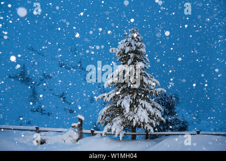 Die Zirbe, Pinus cembra bei Schneefall, Winterscenery in die Stubaier Berge, Alpen, Tirol, Österreich Stockfoto