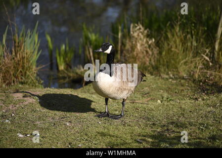 Kanadagans stehend vor Teich Stockfoto
