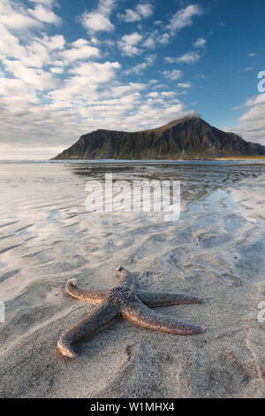 Große Seesterne am Sandstrand von Flakstad mit der Spitze des Hustinden (691 m) in den unscharfen Hintergrund, Flakstadøya, Lofoten, Norwegen, Skandinavien Stockfoto