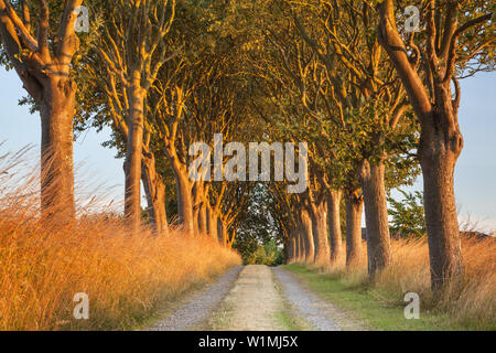 Allee der Eichen im Abendlicht auf der Halbinsel Helnas, Insel Fünen, Dänische Südseeinseln, Süddänemark, Dänemark, Skandinavien, Norden Euro Stockfoto