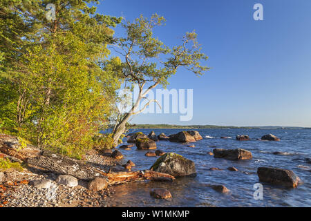Ufer des Sees Vättern in der Nähe von karlsborg am Morgen, February, Götaland, Süd Schweden, Schweden, Skandinavien, Nordeuropa, Europa Stockfoto