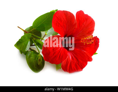 Red Hibiscus bekannt als Rose Mallow. Andere Namen sind winterharte Hibiskus, stieg von Sharon und tropische Hibiscus. Isoliert. Stockfoto