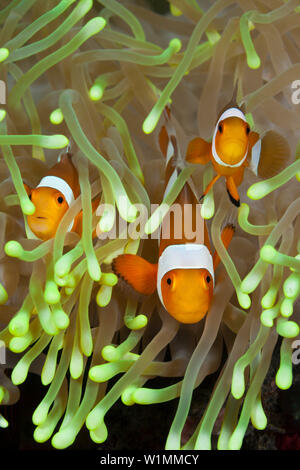 Clown Anemonefishes, Amphiprion Ocellaris, Bali, Indonesien Stockfoto