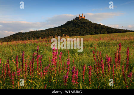 Burg Hohenzollern, in der Nähe von Hechingen, Schwäbische Alb, Baden-Württemberg, Deutschland Stockfoto