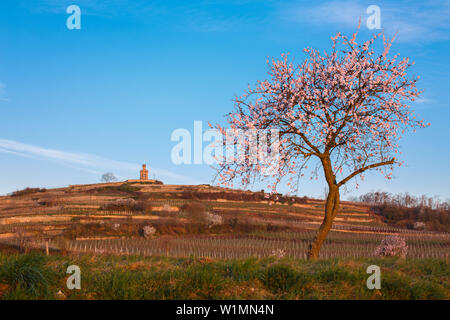 Mandelblüte auf Faggenturm in Bad Dürkheim, Bad Dürkheim, Rheinland-Pfalz, Deutschland Stockfoto
