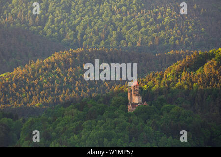 Sommer Licht treffen Burg Berwartstein bei Erlenbach in der Nähe von Dahn, Pfälzer Wald, Rheinland-Pfalz, Deutschland Stockfoto