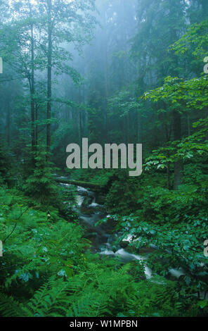 Waldbach, Kleine Ohe, Nationalpark Bayerischer Wald Bayern, Deutschland Stockfoto