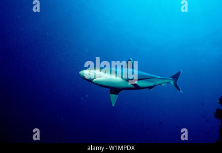 Silberspitzenhai Silvertip, Hai, Carcharhinus, Al, Carcharhinus albimarginatus Stockfoto