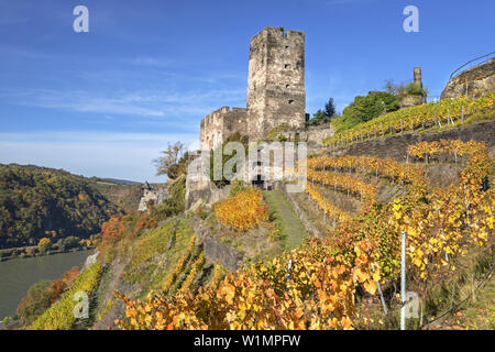 Weinberg, die durch den Rhein unterhalb der Burg Gutenfels Burg, in der Nähe von Kaub, Oberes Mittelrheintal, Rheinland-Pfalz, Deutschland, Europa Stockfoto