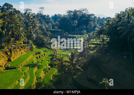 Antenne drone Blick auf die Reisterrassen auf Bali. Wanderlust Travel Concept Stockfoto