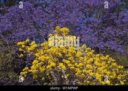 Jacaranda-Baum in voller Blüte, Jacaranda SP., Brisbane, Australien Stockfoto