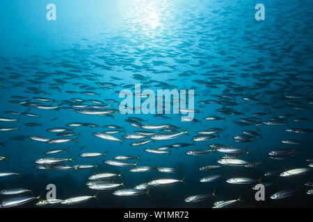 Fischschwarm von Deep-bodied Runde Scad, Decapterus Maruadsi, Triton Bay, West Papua, Indonesien Stockfoto