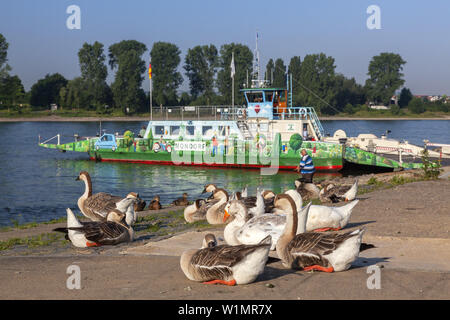 Fähre über den Rhein in Mondorf bei Bonn, NRW, Deutschland Stockfoto