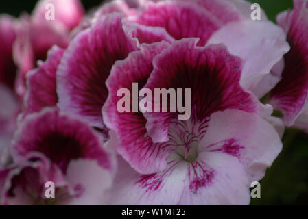 Rosa und weissen Begonien Blumen Stockfoto