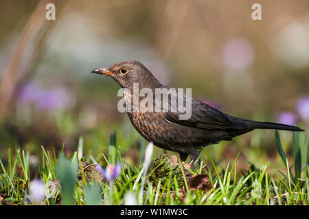 Schwarzer Vogel weiblich, Turdus merula, Bayern, Deutschland, Europa Stockfoto