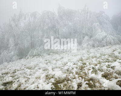 Vereisten Wald im Wechselgebiet, Lower Austria, Austria Stockfoto