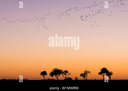 Silhouetten von im Formationsflug Krane in den roten Himmel der untergehenden Sonne. Im Vordergrund Silhouetten der kahlen Bäumen im Herbst. Mitarbeiter Stockfoto