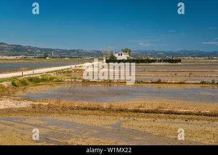 Paddy Feld für den Anbau von Reis, Wohnhaus in Distanz, im Delta des Rio Ebro, in der Nähe von Sitges, Katalonien, Spanien Stockfoto