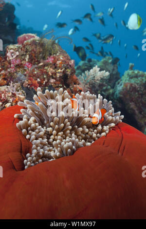 Paar von Clown Anemonenfischen Amphiprion Ocellaris, Florida Inseln, Salomonen Stockfoto