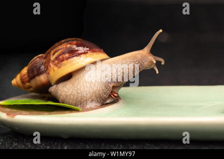 Big snail Achatina auf einem dunklen Hintergrund Stockfoto