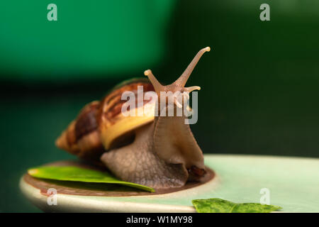 Big snail Achatina auf einem dunklen Hintergrund Stockfoto