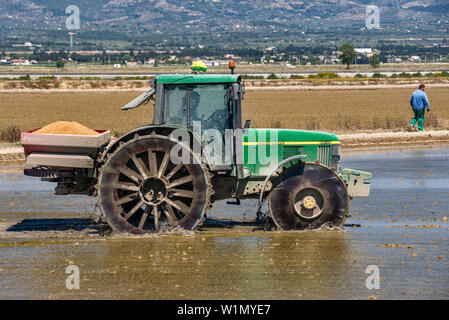Einstellung Reispflänzchen in überschwemmten Reisfelder im Delta des Rio Ebro, in der Nähe von Sitges, Katalonien, Spanien Stockfoto