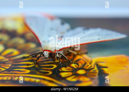 Schmetterling Stockfoto