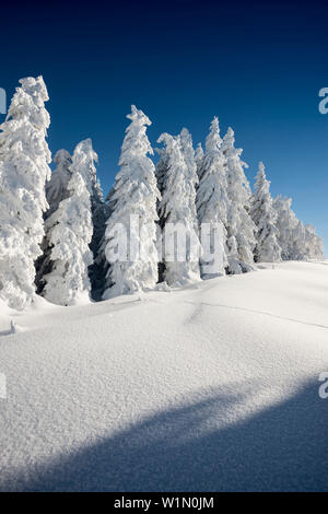 Schneebedeckte Bäume, Schauinsland bei Freiburg Im Breisgau, Schwarzwald, Baden-Württemberg, Deutschland Stockfoto