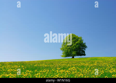 Buche in der Wiese mit Löwenzahn, Allgäu, Schwaben, Bayern, Deutschland Stockfoto