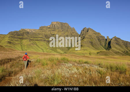 Frau wandern in Richtung Champagne Castle, Cathkin Peak und Sterkhorn, Konturzug, Monks Cowl, Mdedelelo Wilderness Area, Drakensberg, u Khahlamba-Draken Stockfoto