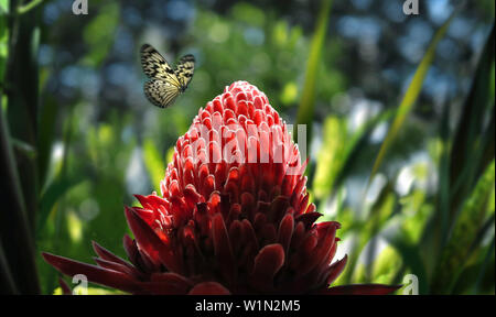 Schmetterling fliegen über Ingwer in einem tropischen Regenwald, Davao, Mindanao, Philippinen, Asien Stockfoto