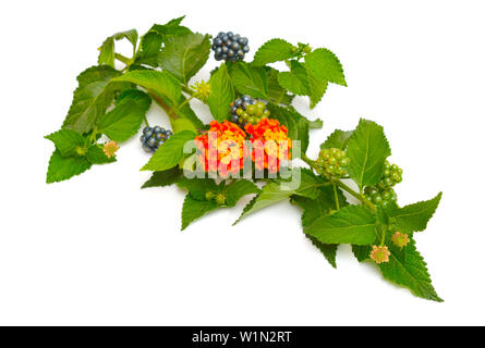 Lantana, gemeinsamen Namen sind Strauch verbenen oder lantanas. Isoliert. Stockfoto