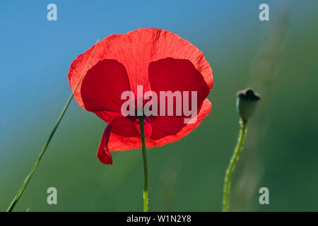Poppy Flower, Papaver rhoeas, Italien Stockfoto