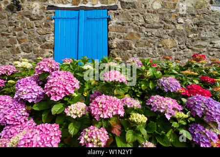 Altes Haus mit blauen Fenstern und Hortensia Blumen, Bretagne, Frankreich, Europa Stockfoto