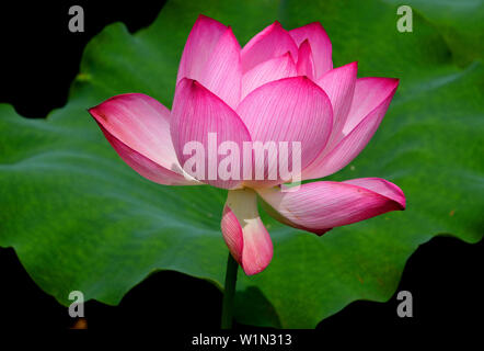 Jiangsu, Zhejiang, China. 3. Juli 2019. Jiangsu, China - 3. Juli 2019: ein Pavillon Garten von huqiu Mountain Scenic Area in Suzhou, Provinz Jiangsu ist mit Lotus mit einer Fläche von über 1500 Quadratmetern überlagert. blühender Lotus und tausend Jahre alte Pagode viele Touristen kommen, Fotos zu machen und zu gewinnen. Credit: SIPA Asien/ZUMA Draht/Alamy leben Nachrichten Stockfoto