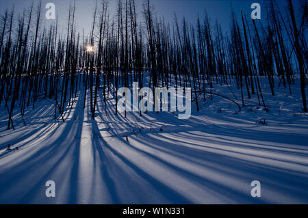 Winter im Yellowstone Nationalpark Stockfoto