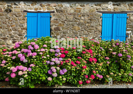 Altes Haus mit blauen Fenstern und Hortensia Blumen, Bretagne, Frankreich, Europa Stockfoto