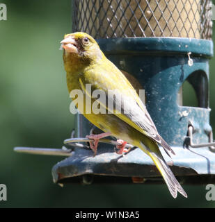 Grünfink auf Garten Bird Feeder Stockfoto