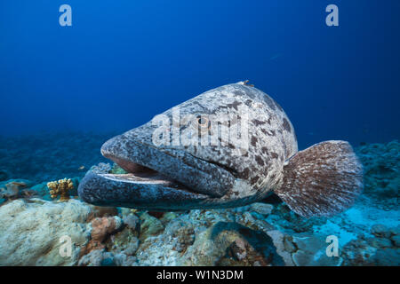 Kartoffel-Kabeljau, Epinephelus Tukula, Osprey Reef, Coral Sea, Australien Stockfoto