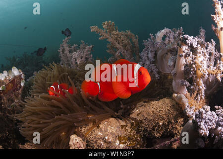 Anemonenfische auf Lockheed P-388 Blitz Fighter Aircraft Wrack, Marovo Lagune, Salomonen Stockfoto