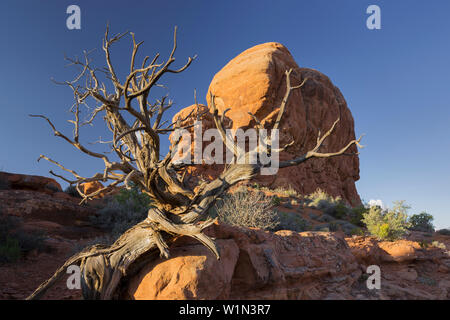 Sandsteinformationen, Garten Eden, Elephant Butte, Arches National Park, Moab, Utah, USA Stockfoto